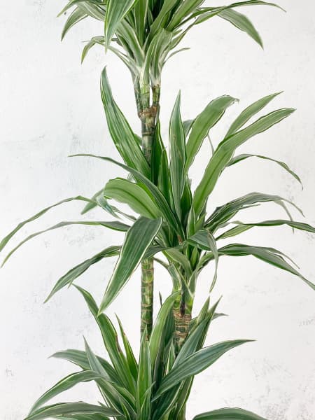 Dracaena fragrans