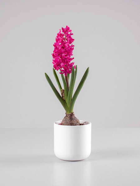 Hyacinthus orientalis (Jacinto)