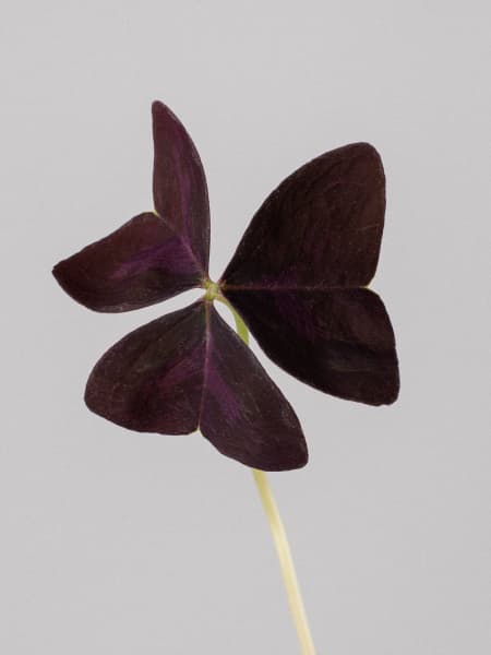 Oxalis Triangularis