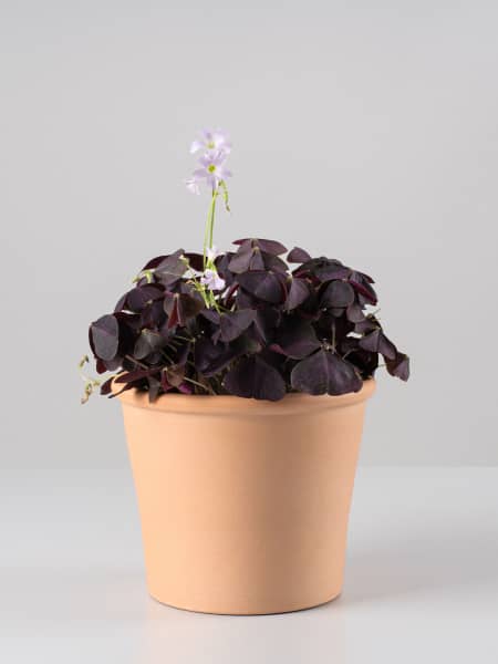 Oxalis Triangularis