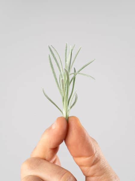 Curry (helichrysum italicum) - Planta aromática