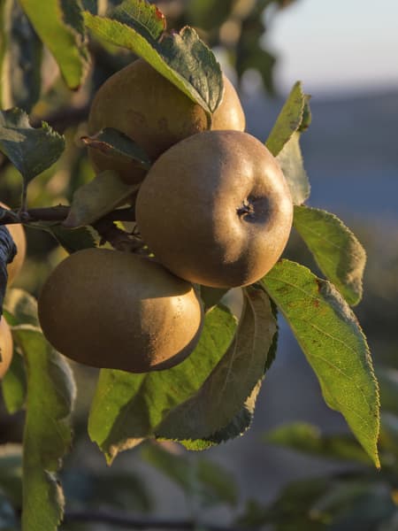 Manzano 'Reineta Gris del Canadá' (Malus domestica)
