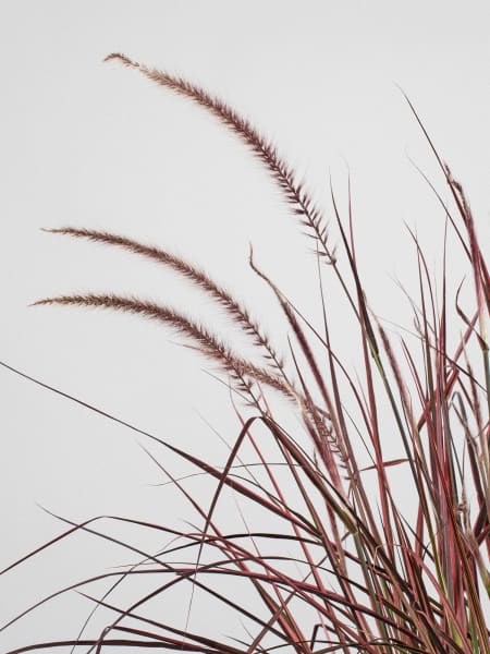 Gramínea Pennisetum 'Fireworks'