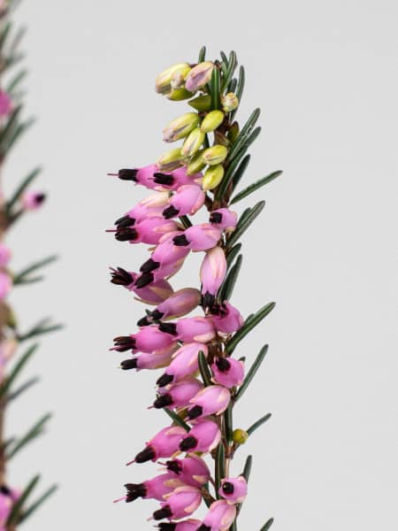 Erica  darleyensis (Brezo de invierno)