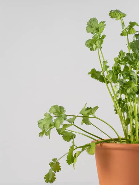 Cilantro (coriandrum sativum) - Planta aromática