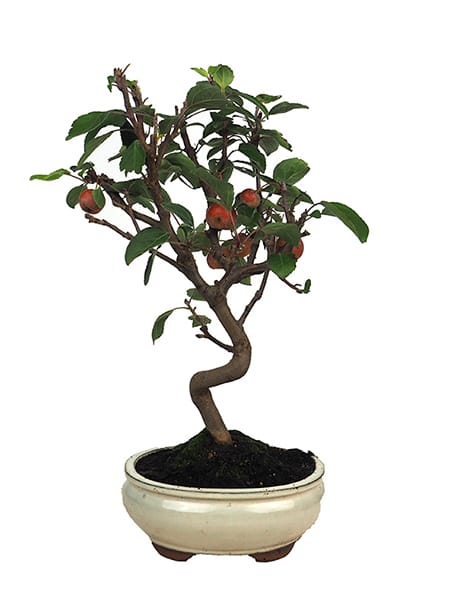 Bonsai Manzano (Malus)