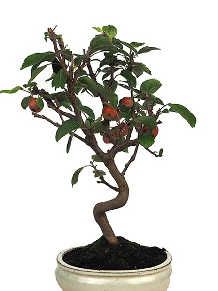Bonsai Manzano (Malus)