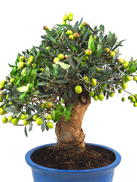 Bonsai Olivo (Olea europaea)