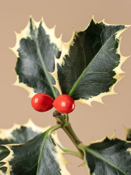 Acebo ilex mini