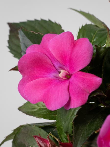 Alegría 'SunPatiens' (Impatiens)