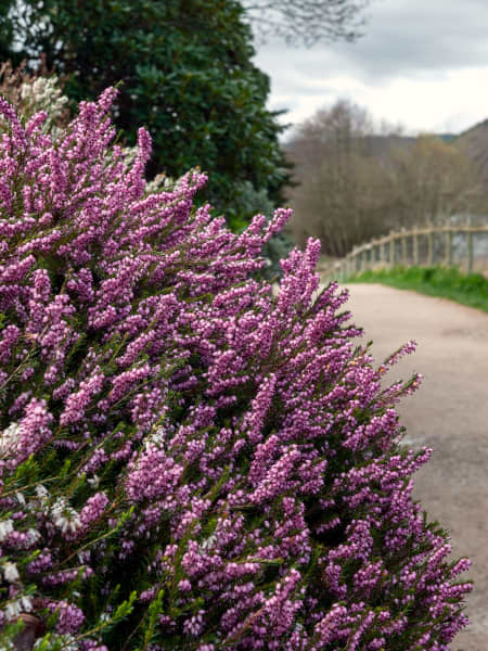 Erica  darleyensis (Brezo de invierno)