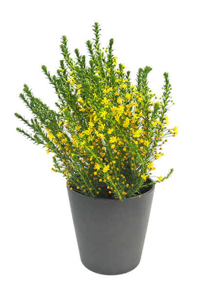 Euryops virgineus
