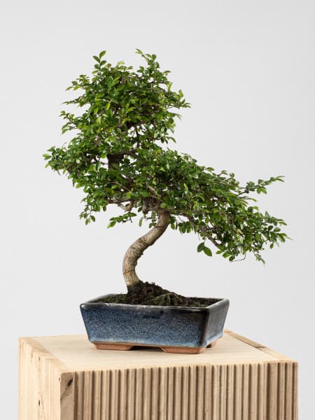 Bonsai Zelkova (Olmo chino parvifolia)