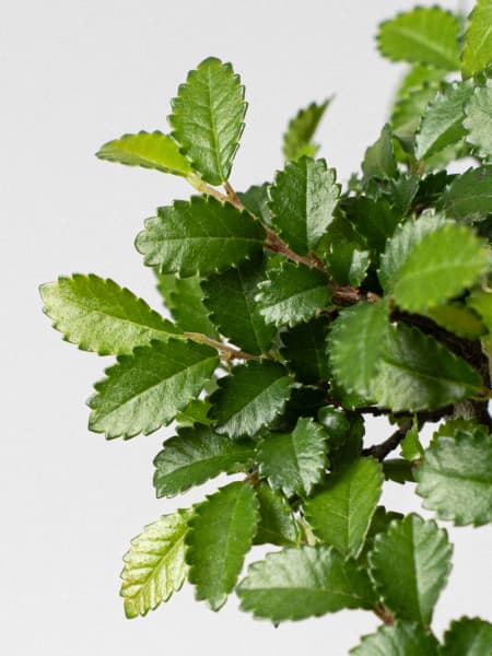 Bonsai Zelkova (Olmo chino parvifolia)