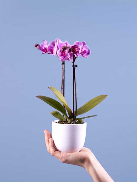 Orquídea Phalaenopsis Mini (varios colores)