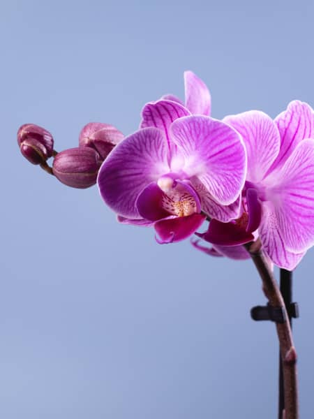 Orquídea Phalaenopsis Mini (varios colores)