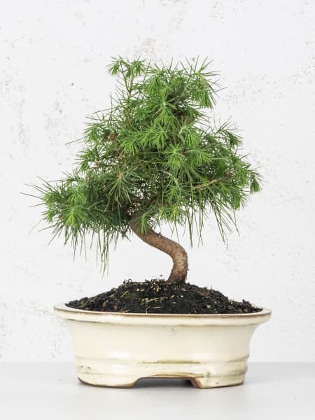 Bonsai Pino carrasco (Pinus halepensis)