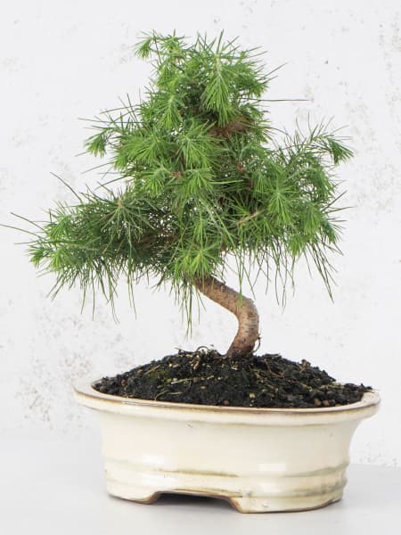 Bonsai Pino carrasco (Pinus halepensis)