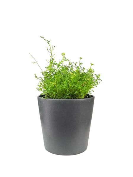 Planta vivaz variada