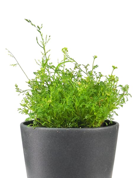 Planta vivaz variada