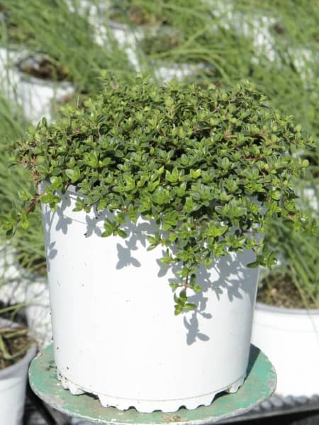Tomillo rastrero (Thymus serpyllum)