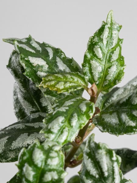 Pilea cadierei