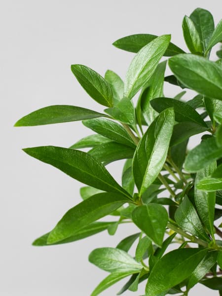 Bonsai Rosa de nieve (Serissa japonica)