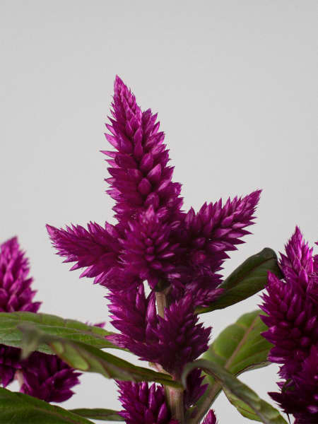 Celosia 'Caracas'