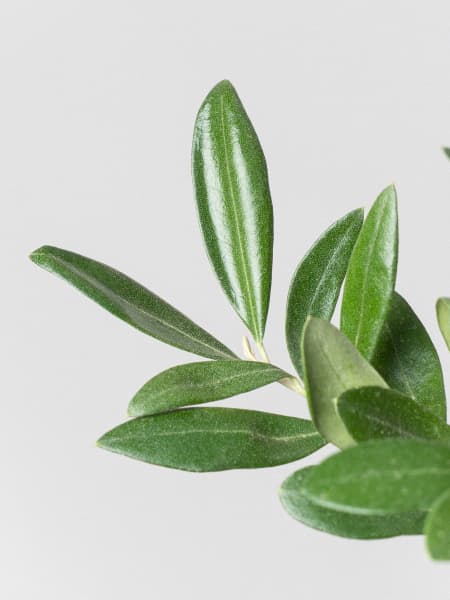 Bonsai Olivo (Olea europaea)