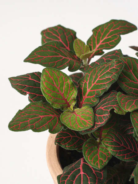 Fittonia