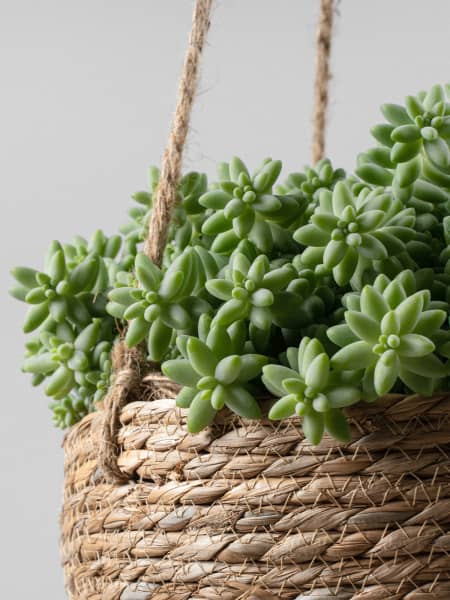 Sedum Burrito morganianum
