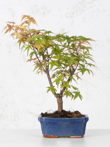 Bonsai Arce japonés palmeado (Acer palmatum 'Shin-deshojo')