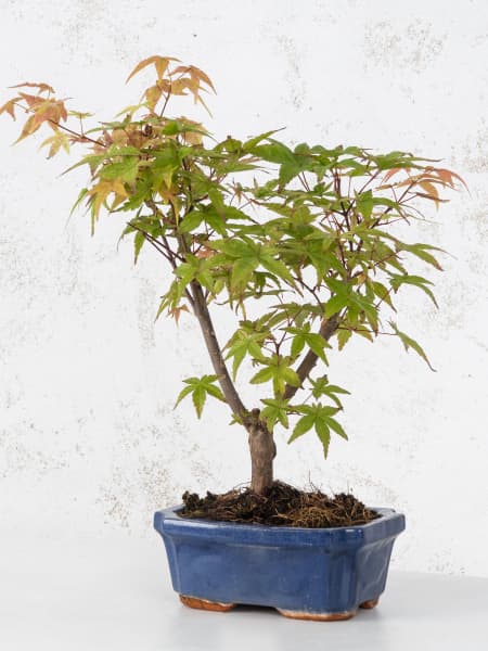 Bonsai Arce japonés palmeado (Acer palmatum 'Shin-deshojo')