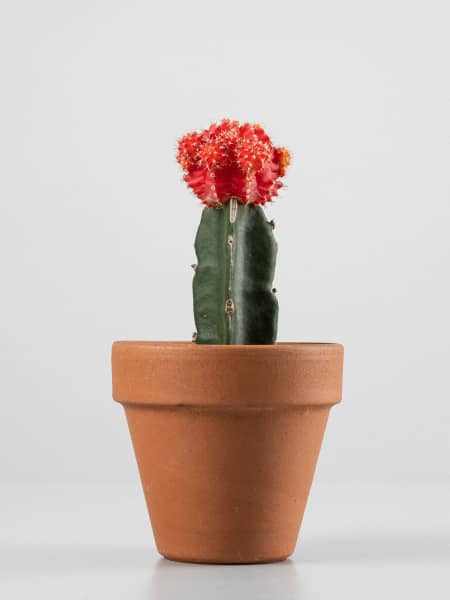 Gymnocalycium mihanovichii 'Japan'