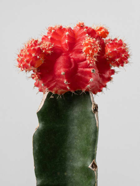 Gymnocalycium mihanovichii 'Japan'