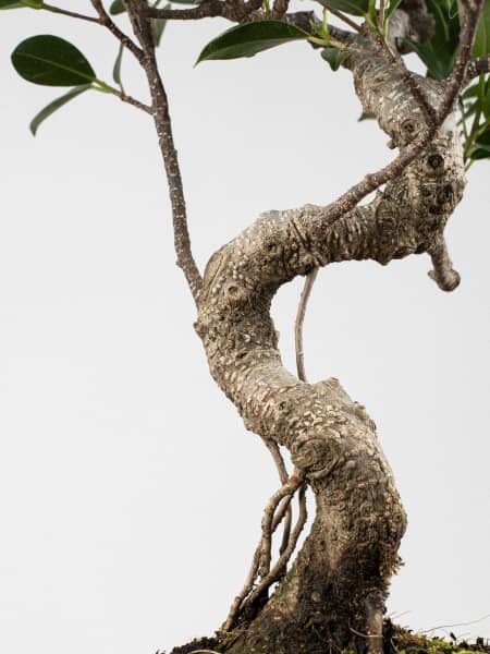 Bonsai Higuera de la India (Ficus retusa)