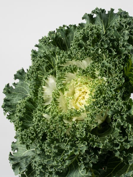 Brassica oleracea (Col ornamental)