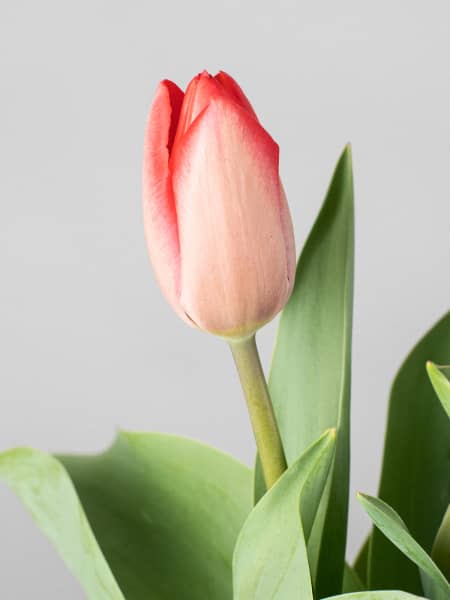 Tulipán (planta bulbosa)