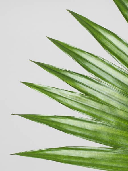 Livistona (livistonia chinensis)