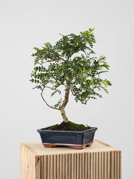 Bonsai Operculicarya (Zanthoxylum Pimienta japonesa)