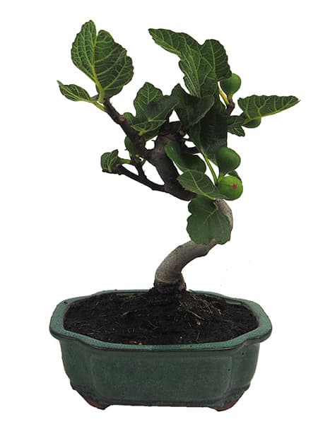 Bonsai Higuera (Ficus carica)