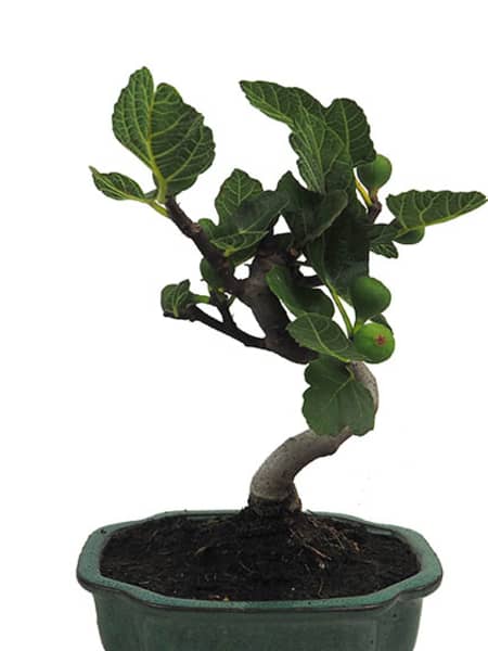 Bonsai Higuera (Ficus carica)