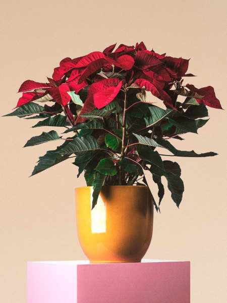 Flor de Pascua - grande