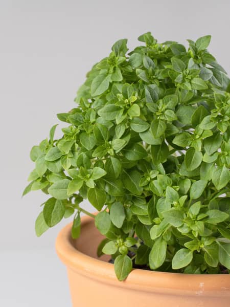 Albahaca hoja pequeña - Planta aromática