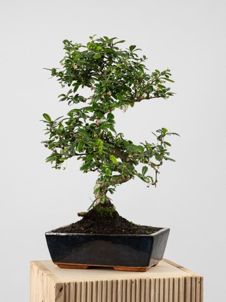 Bonsai Carmona (Ehretia microphylla)