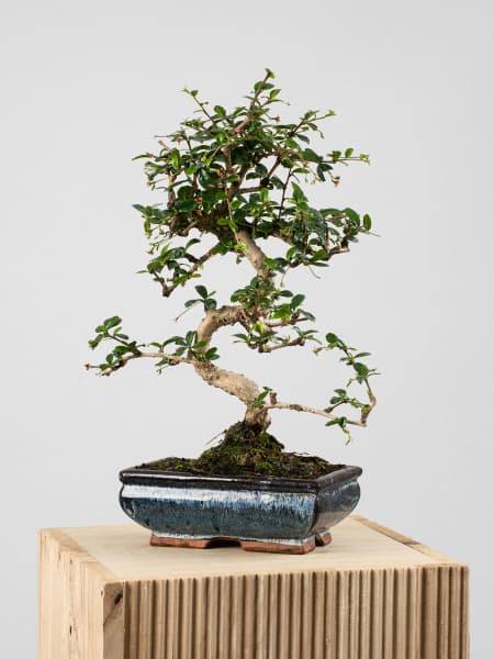 Bonsai Carmona (Ehretia microphylla)