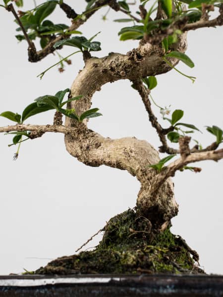 Bonsai Carmona (Ehretia microphylla)