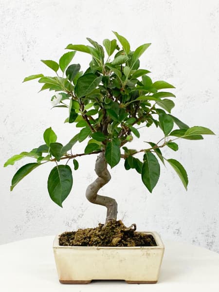 Bonsai Manzano (Malus)