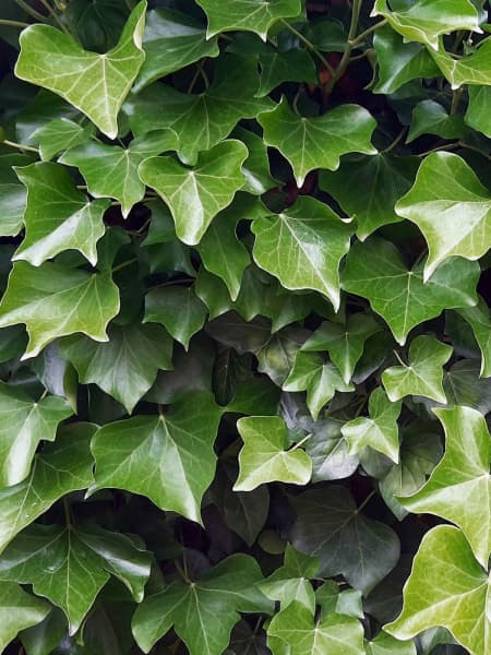 Hedera hibernica (Hiedra de Irlanda)