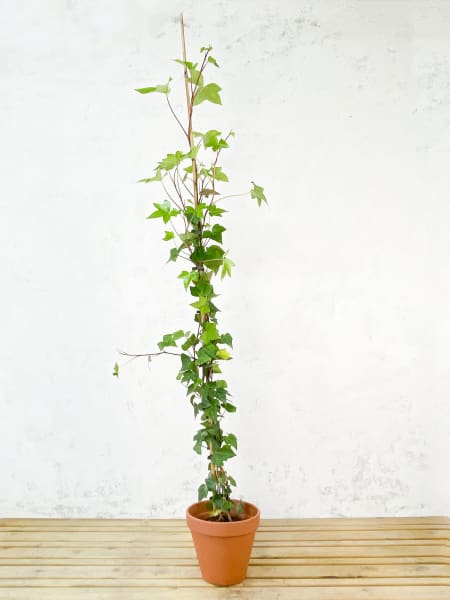 Hedera hibernica (Hiedra de Irlanda)